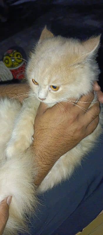 Persian tom cat 3