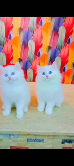 Persian beautiful cat for saleCall my WhatsApp number 03244025537