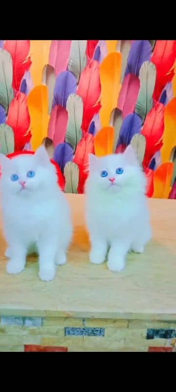 Persian beautiful cat for saleCall my WhatsApp number 03244025537 0