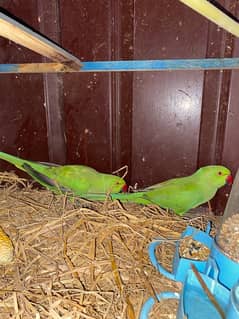 parrot pair hand tame for sale and exchange