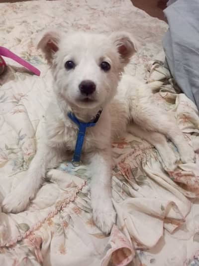 Russian puppy - Dogs - 1098078388