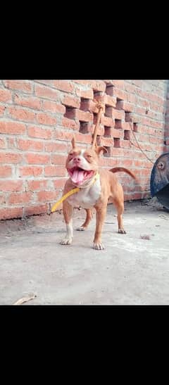 American pitbull male for sale