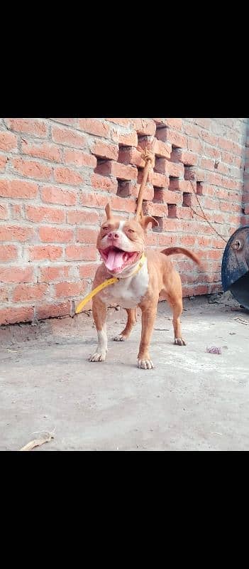 American pitbull male for sale 0