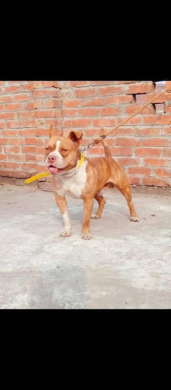 American pitbull male for sale 1