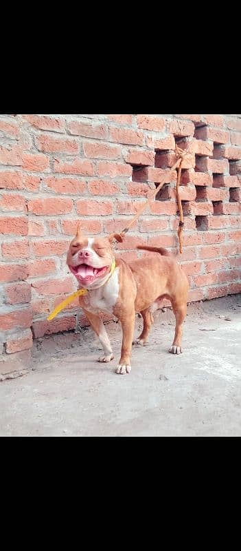 American pitbull male for sale 2