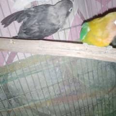 love Bird