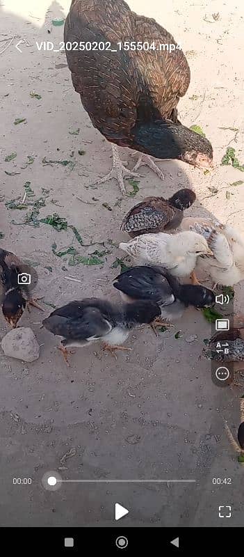 aseel hen with 12 aseel chicks 1