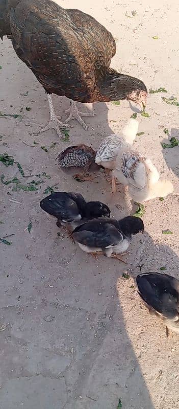 aseel hen with 12 aseel chicks 2