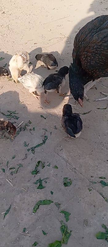 aseel hen with 12 aseel chicks 3