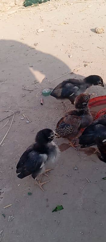 aseel hen with 12 aseel chicks 4