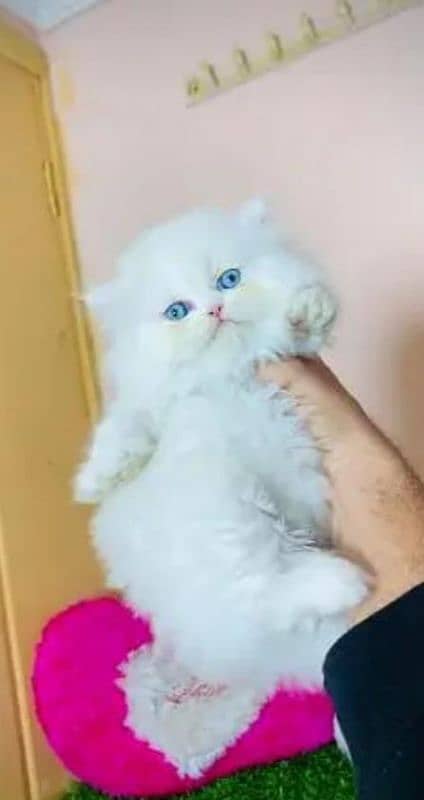 Persian beautiful cat for sale0329/2443631 my WhatsApp number 0