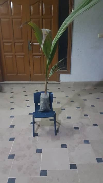 This plant is "Rooted in Quality" and it is  "Growing Smiles"of people