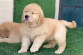 golden Retriver puppies for sale