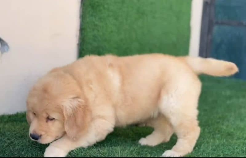 golden Retriver puppies for sale 2