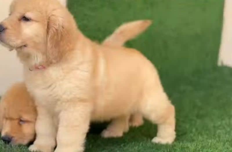 golden Retriver puppies for sale 3