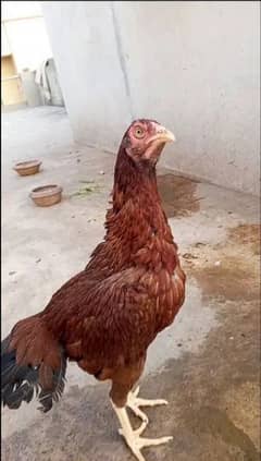 Pure Aseel Murgi For sale Aseel Hen / Madi 03098573144