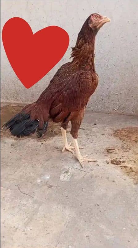 Pure Aseel Murgian For sale Aseel Hen murgi / Madi 03098573144 4