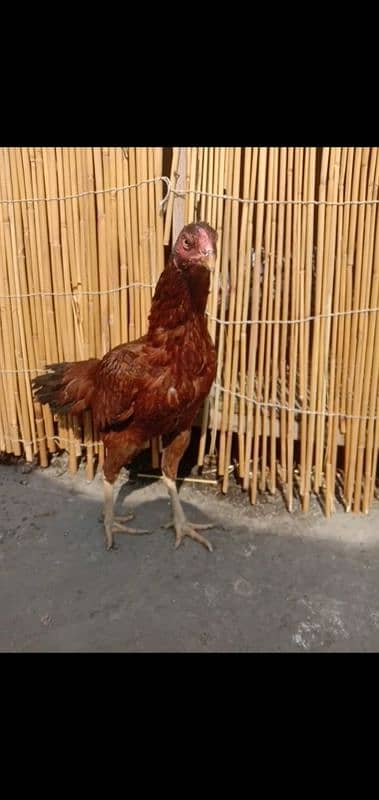 Pure Aseel Murgian For sale Aseel Hen murgi / Madi 03098573144 5