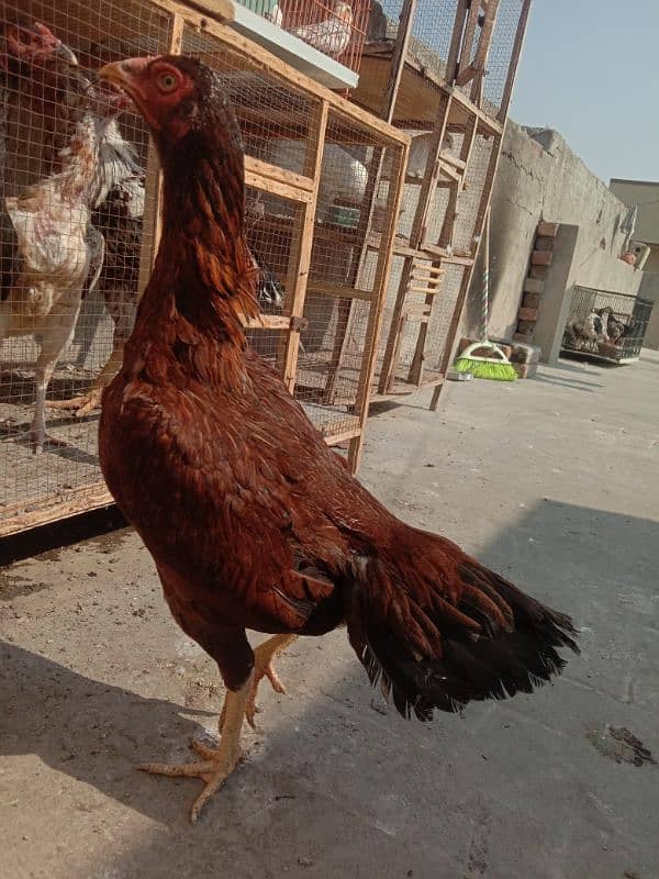 Pure Aseel Murgian For sale Aseel Hen murgi / Madi 03098573144 6