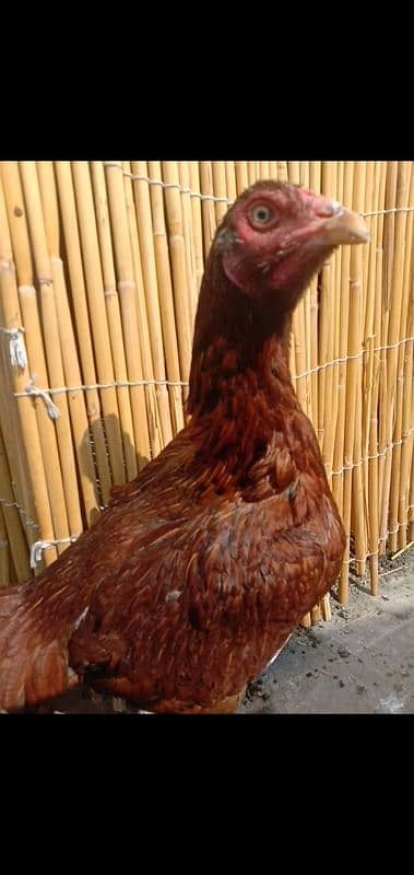 Pure Aseel Murgian For sale Aseel Hen murgi / Madi 03098573144 8