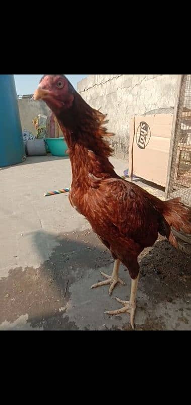 Pure Aseel Murgian For sale Aseel Hen murgi / Madi 03098573144 9