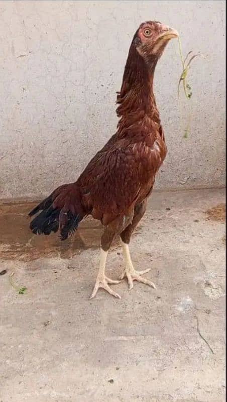 Pure Aseel Murgian For sale Aseel Hen murgi / Madi 03098573144 13