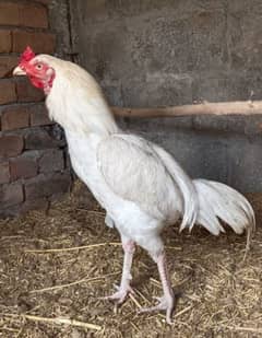 Wight rooster