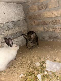 Flemish Giant Californian rabbit