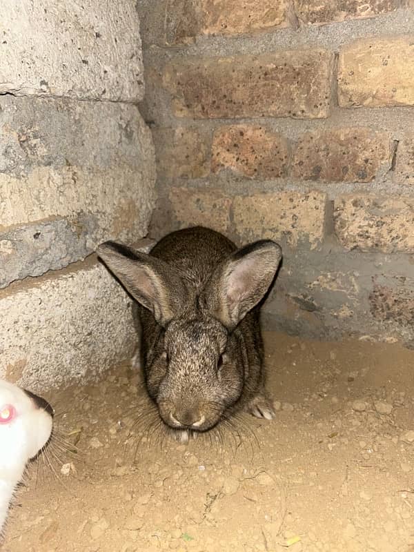 Flemish Giant Californian rabbit 1