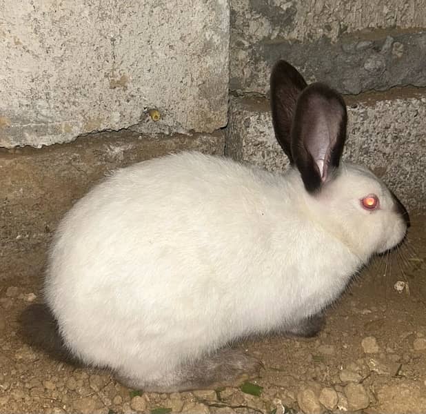 Flemish Giant Californian rabbit 2