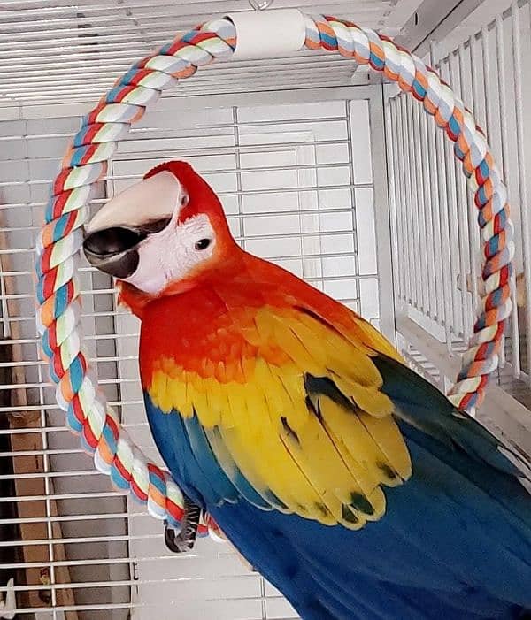 red macaw parrot cheeks for sale 03=32=745=1174 1