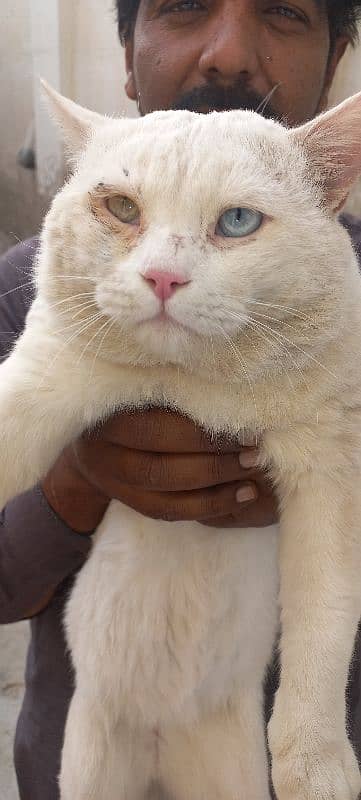 Turkish angora 0