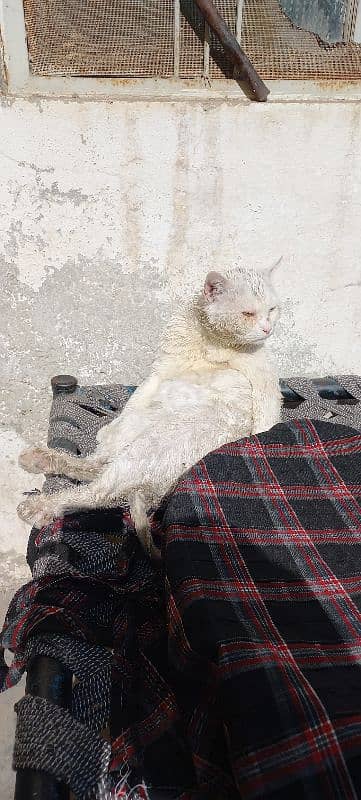 Turkish angora 1