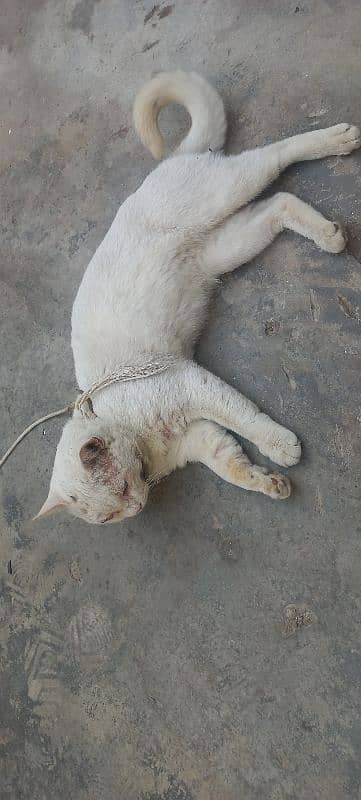 Turkish angora 2