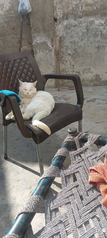 Turkish angora 3