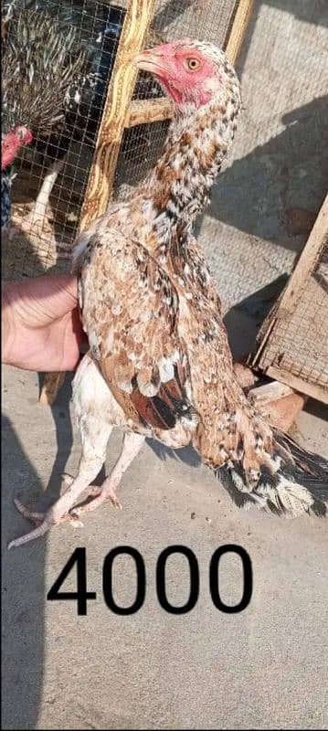 Pure Aseel Murgian For sale Aseel Hen murgi / Madi 03098573144 7