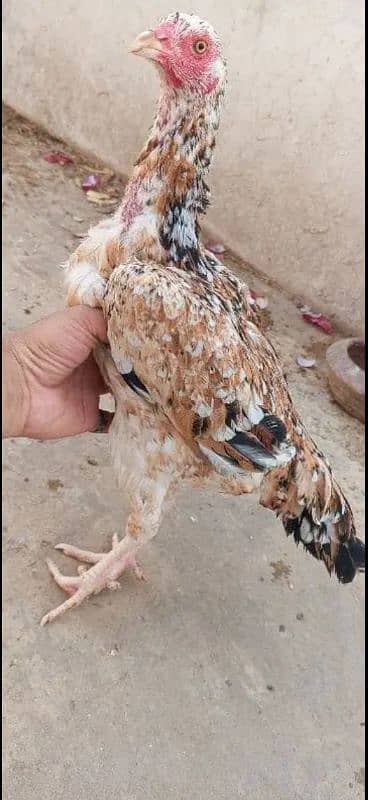 Pure Aseel Murgian For sale Aseel Hen murgi / Madi 03098573144 12