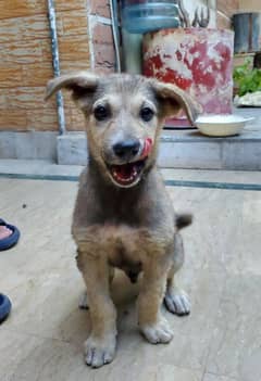 Shepherd mix breed puppy