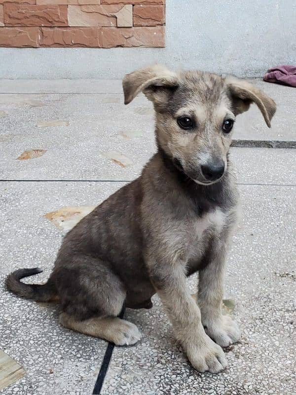 Shepherd mix breed puppy 1