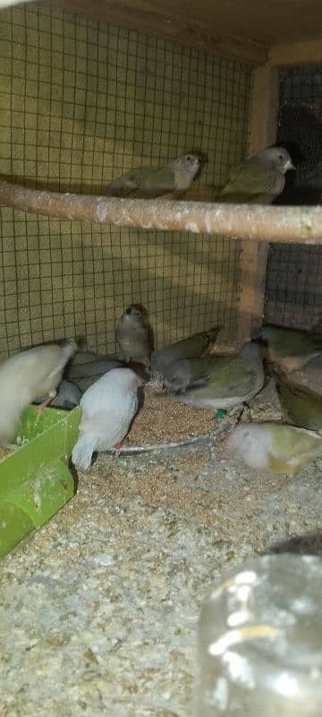 Gouldian Chicks 2