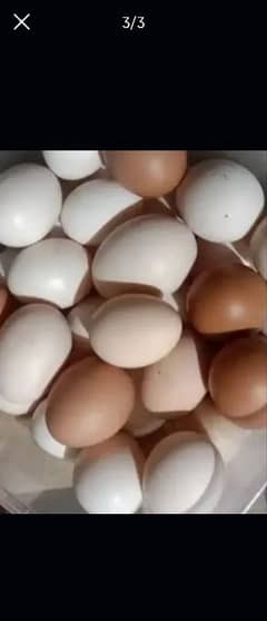 Desi Eggs