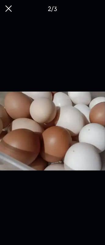 Desi Eggs 1