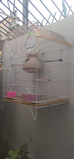 Birds Cage