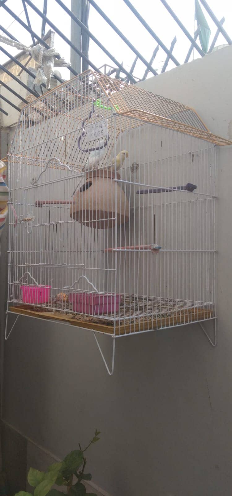 Birds Cage 0