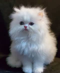 Persian cat Total 5 Citten triple code long hair 03026535668