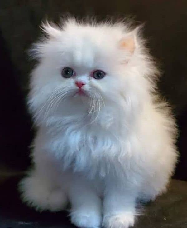 Persian cat Total 5 Citten triple code long hair 03026535668 0