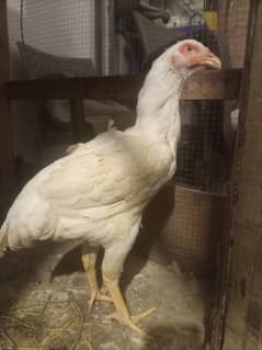 White shamo breeder female