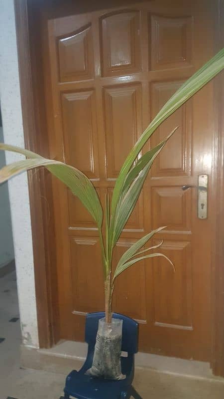 coconut baby plant (coco's nucifera) 1