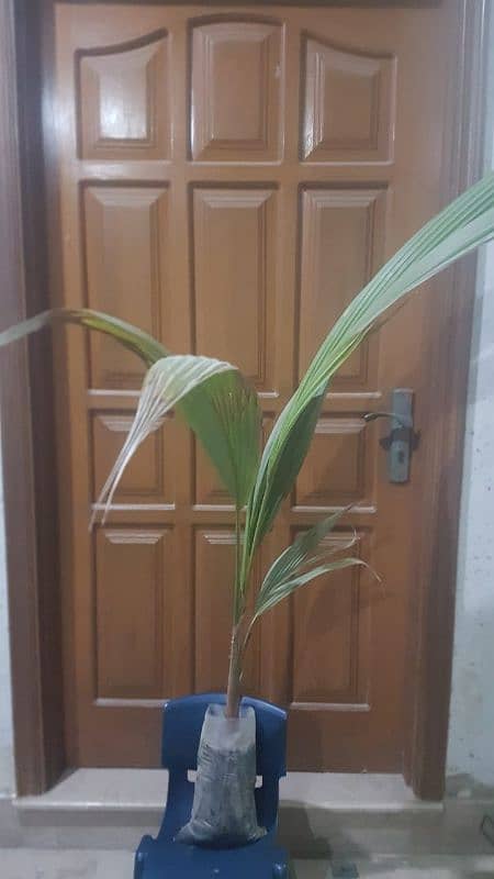 coconut baby plant (coco's nucifera) 2