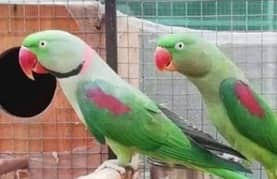 raw parrot12 month age urgent for sale only WhatsApp number